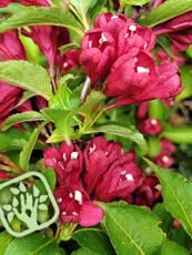 Weigela x hybrida ´Bristol Rubby´