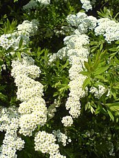 Spiraea x cinerea