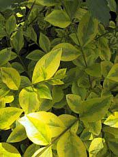 Ligustrum ovalifolium´Aureum´