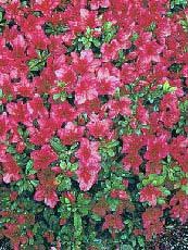 Azalea japonica