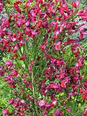 Cytisus scoparius´Boscoob Ruby´