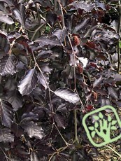 Fagus sylvatica ‘Purpurea Pendula´ Fagus sylvatica ‘Purpurea Pendula´
