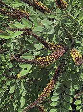 Amorpha fruticosa