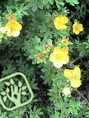 Potentilla fruticosa ‘Tangerine’