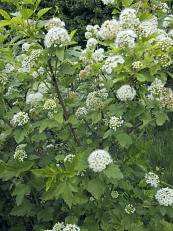 Physocarpus opulifolius