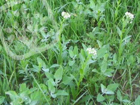 Thlaspi arvense,  Atriplex spp.