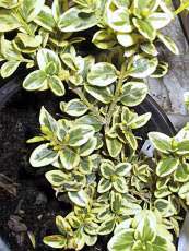 Buxus sempervirens´Elegans´