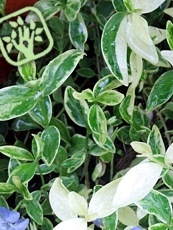 Vinca minor ´Argenteovariegata´