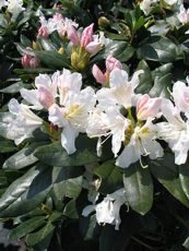 Rhododendron x hybrida´Cunningham´s White´