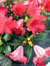 Rhododendron repens ´Scarlet Wonder´