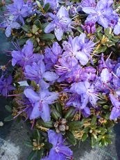 Rhododendron impeditum´Blue Silver´