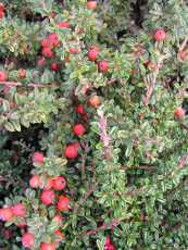 Cotoneaster conspicus