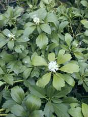 Pachysandra terminalis