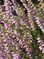 Calluna vulgaris´Marleen´ Calluna vulgaris´Marleen´