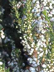 Erica vagans´Alba´