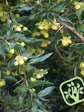 Berberis candidula