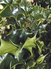 Ilex aquifolium ´Ferrox´ Ilex aquifolium ´Ferrox´