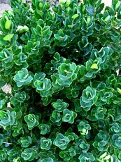 Buxus sempervirens´Sufruticosa´