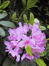 Rhododendron x hybrida ´Sputnik´