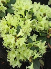 Rhododendron x hybrida ´Princess Ann´ Rhododendron x hybrida ´Princess Ann´
