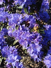 Rhododendron impeditum ´Blue Tit´