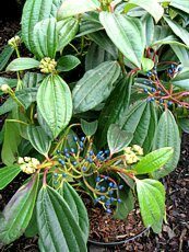 Viburnum  davidii