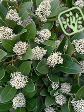 Skimmia japonica ´Veitchii´