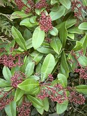 Skimmia japonica ´Rubella´ 