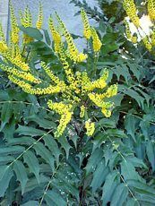 Mahonia x media