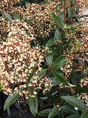 Skimmia reevesiana ´Rubby King´ 