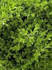 Buxus microphylla 