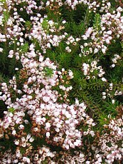 Erica vagans ´Pallida´