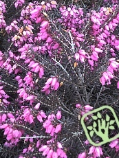 Erica carnea ´Rubra´