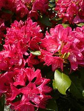 Rhododendron x hybrida ´Nova Zembla´