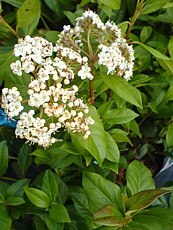 Viburnum tinus