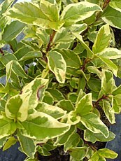 Viburnum tinus ´Variegata´ 