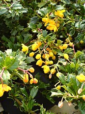 Berberis darwinii ´Nana´