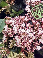 Viburnum tinus Lisa Rose