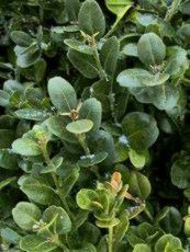 Buxus sempervirens ´Rotundifolia´