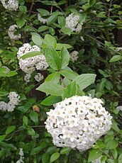 Viburnum carlesii 