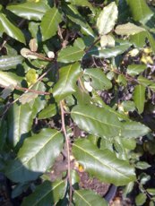 Elaeagnus pungens