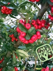 Pyracantha coccinea ´Red Column´