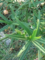 Euonymus nanus var. Turkestanicus