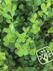 Buxus microphylla ´Faulkner´