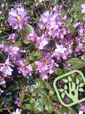 Rhododendron praecox