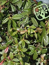 Berberis hookeri