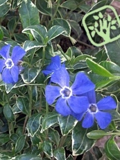 Vinca minor ´Ralph Shugert´