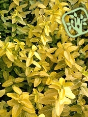 Euonymus fortunei ´Goldy´