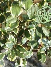 Elaeagnus x ebbingei ´Viveleg´