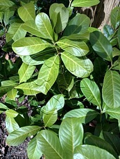 Prunus laurocerasus´Rotundifolia´